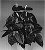 Anthurium%20andreanum%20L.%20%27Antholyl%27