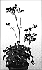 Astrantia%20hybrid%20%27Star%20of%20Fire%27