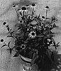 Rudbeckia%20fulgida%20%27Early%20Bird%20Gold%27
