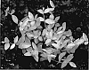 Vinca%20minor%20%2724%20Carat%27