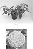Lantana%20camara%20%27Balandplo%27