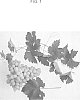 Vitis%20vinifera%20%27IFG%2031-077%27