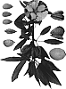 Prunus%20dulciss%20x%20Prunus%20persica%20%27Alm-21%27