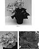 Pelargonium%20x%20hortorum%20%27Ballurpico%27