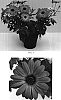 Osteospermum%20ecklonis%20%27Balserpinkim%27
