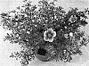 Potentilla%20fruticosa%20%27SETTING%20SUN%27
