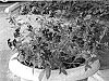 llavea%20x%20procumbens%20%27Flamenco%20Cha%20Cha%27
