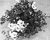 Potentilla%20ILLA%20fruticosa%20%27SUMMER%20DAWN%27
