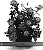 Rosa%20hybrida%20%27WEKglezneo%27