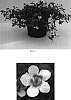 Sutera%20x%20hybrida%20%27Balabpink%27