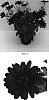 Osteospermum%20ecklonis%20%27Balserdarp%27