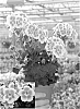 Pelargonium%20hortorum%20%27Clip%20Romegs%27