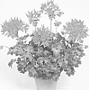 Pelargonium%20x%20hortorum%20%27Gravio%27