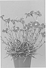 Dianthus%20xhybrida%20%27Alva%27