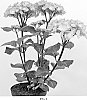 Hydrangea%20macrophylla%20%27Zulu%27