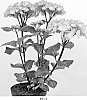 Hydrangea%20macrophylla%20%27Zulu%27