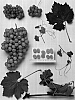 Vitis%20vinifera%20%27Sheegene-14%27