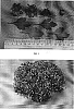 Chrysanthemum%20morifolium%20%27Petno%20Orange%27