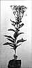 Eupatorium%20purpureum%20%27Baby%20Joe%27