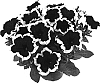 Petunia%20x%20hybrida%20%27Fort%20Improburgpic%27