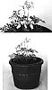 Dicentra%20formosa%20%27Spring%20Magic%27