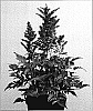 Astilbe%20arendsii%20x%20Astilbe%20japonica%20%27Verscarmine%27