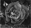 Rosa%20%27Pejamblu%27
