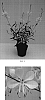 Gaura%20lindheimeri%20%27Baltincite%27