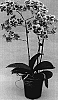 Doritaenopsis%20hybrid%20%27SOGO%20F2451%27