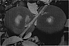 Prunus%20persica%20%28L.%29%20Batsch%20%27Nectadelicious%27