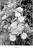 Clematis%20hybrid%20%27Zodaque%27