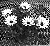 Osteospermum%20ecklonis%20%27Vient%20Flamingo%27