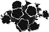 Petunia%20x%20hybrida%20%27Fort%20Impropurplepic%27