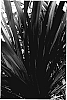 Phormium%20hybrid%20%27Taya%27