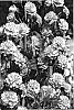 Delphinium%20hybrid%20%27Crystal%20Delight%27