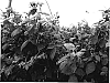 Rubus%20idaeus%20%27RADIANCE%27