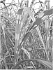 Miscanthus%20giganteus%20%27Lottum%27