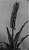 Eucomis%20hybrida%20%27EXC%20051%27