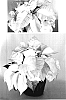 Euphorbia%20pulcherrima%20%27PER10606%27