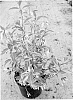Trachelospermum%20jasminoides%20%27Sunlover%27