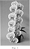 Doritaenopsis%20%27SOGO%20F977%27