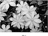 Clematis%20hybrid%20%27Zoklako%27