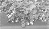 Fragaria%20x%20ananassa%20%27Florida%20Radiance%27