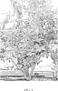 Vaccinium%20corymbosum%20%27Carmen%27