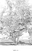 Vaccinium%20corymbosum%20%27Carmen%27