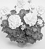 Pelargonium%20x%20hortorum%20%27Fishelsh%27