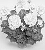 Pelargonium%20x%20hortorum%20%27Fishelsh%27