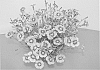 Dianthus%20x%20hybrida%20%27NOREEN%27