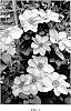 Clematis%20hybrid%20%27Zostiwa%27