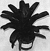 Vriesea%20lindl%20%27Kiwi%20Dusk%27